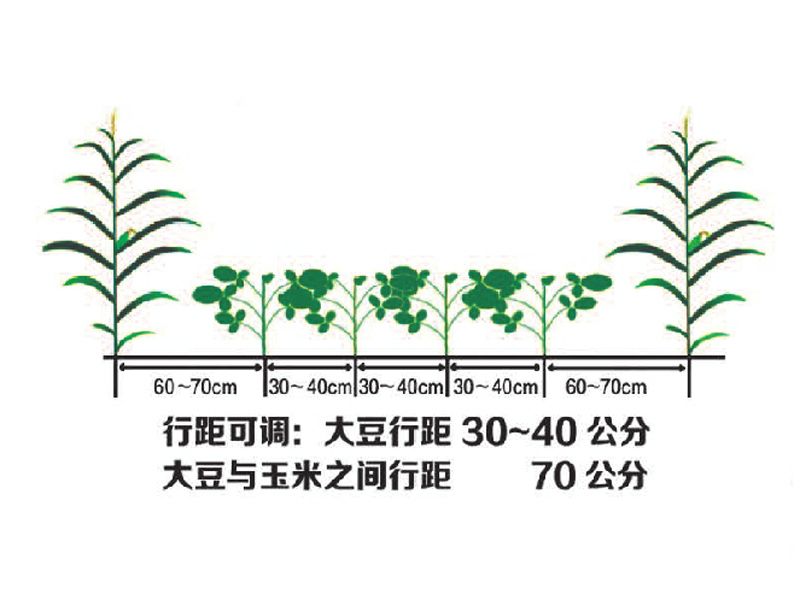 2BDYF-6型大豆玉米帶狀復(fù)合播種機